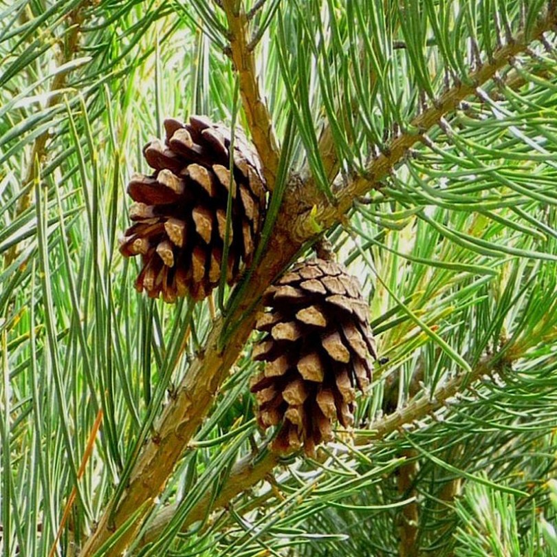 Hosszú levelű indiai fenyő, Pinus roxburghii, évelő, fásszárú